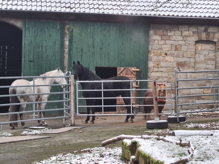 PRE Stallion 19 years 15,3 hh Black in Salzkotten