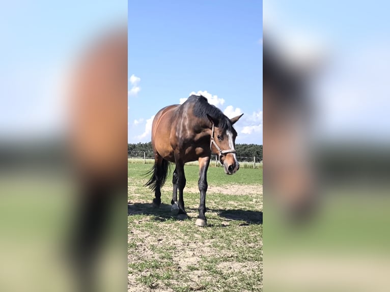 PRE Mix Stallion 19 years 17,1 hh Brown in Loburg