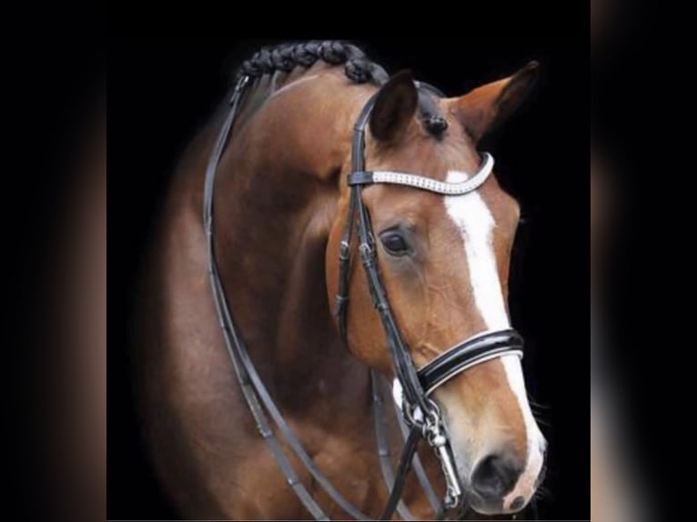 PRE Mix Stallion 19 years 17,1 hh Brown in Loburg