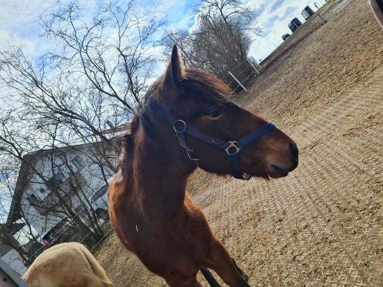 PRE Mix Stallion 1 year 11,2 hh Brown in Neumarkt-Sankt Veit