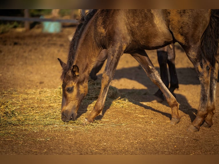 PRE Stallion 1 year 12.2 hh Black in Valencia