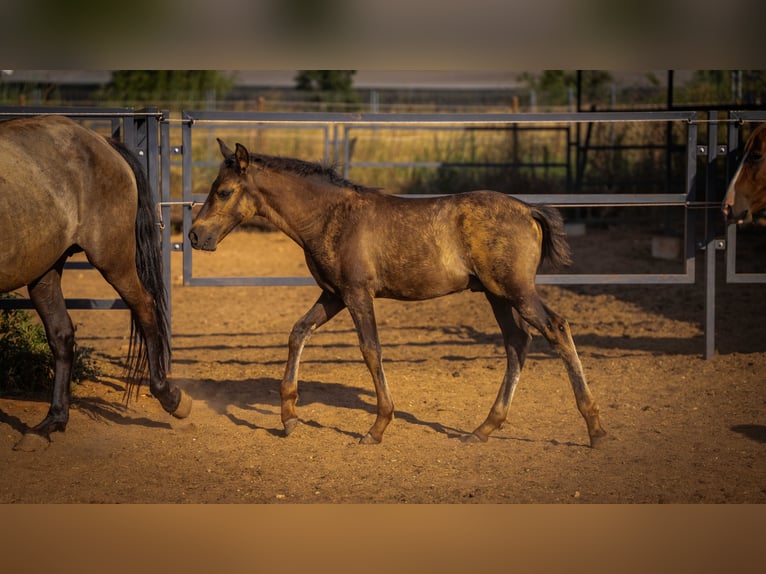 PRE Stallion 1 year 12.2 hh Black in Valencia