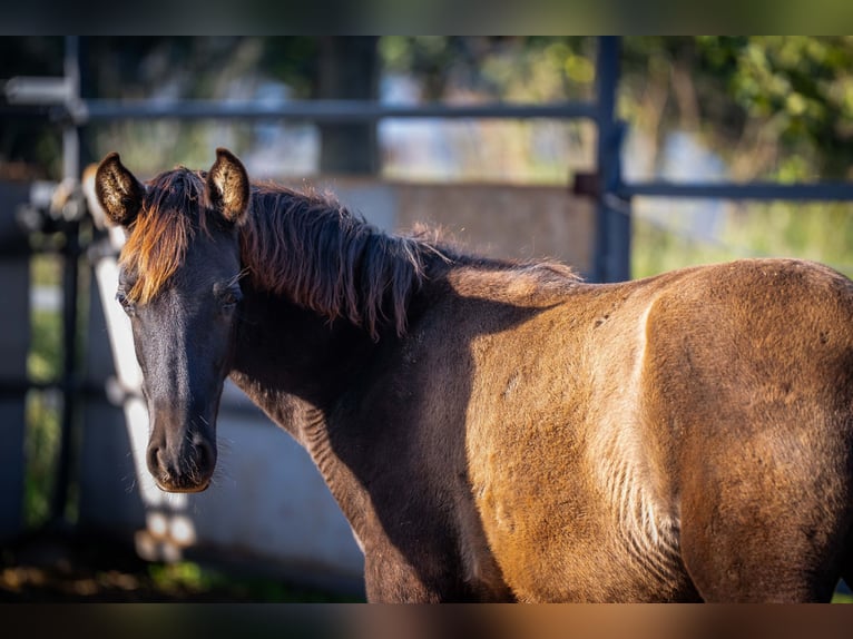 PRE Stallion 1 year 12.2 hh Black in Valencia