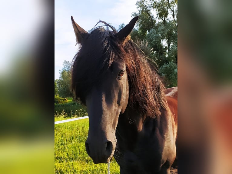 PRE Stallion 1 year 12,2 hh Gray-Dark-Tan in Rambin