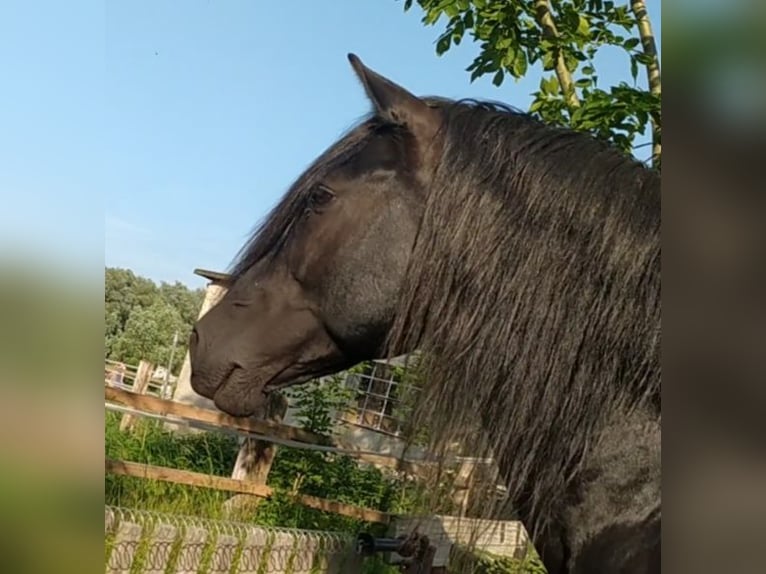 PRE Stallion 1 year 12,2 hh Gray-Dark-Tan in Rambin