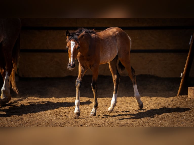 PRE Mix Stallion 1 year 12.2 hh Rabicano in Rafelguaraf