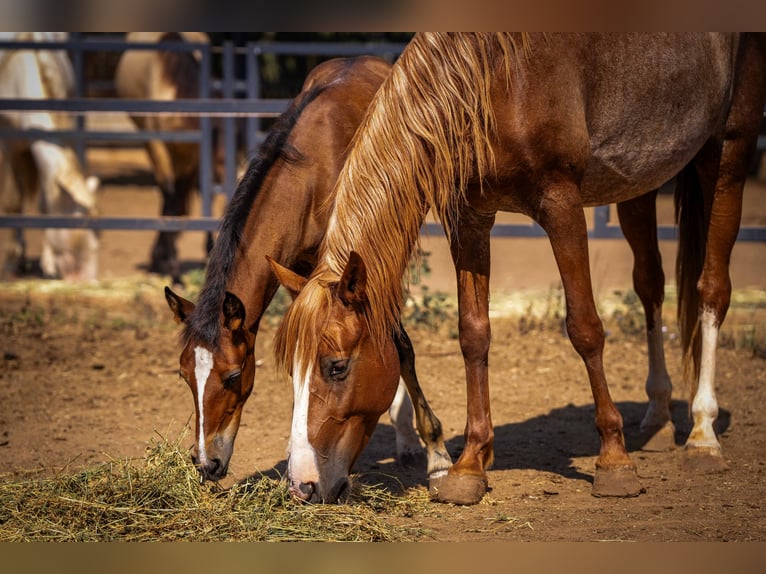 PRE Mix Stallion 1 year 12.2 hh Rabicano in Rafelguaraf