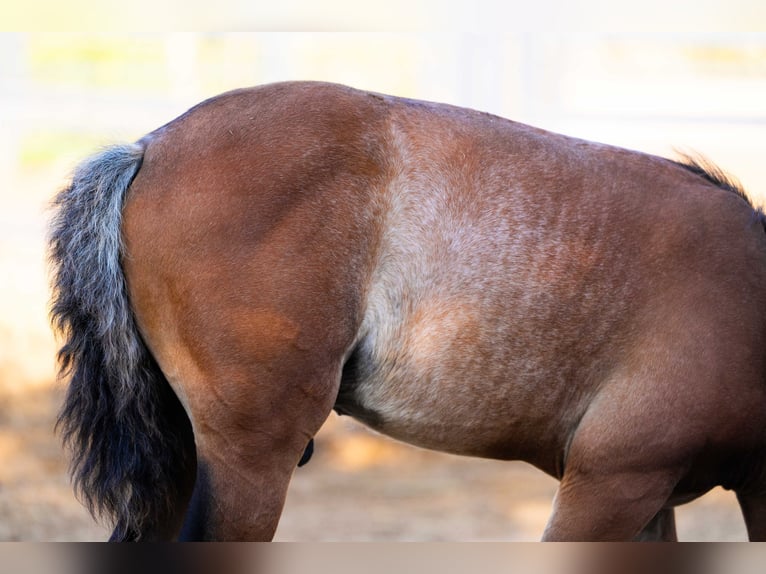 PRE Mix Stallion 1 year 12.2 hh Rabicano in Rafelguaraf