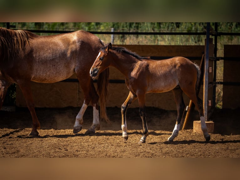 PRE Mix Stallion 1 year 12.2 hh Rabicano in Rafelguaraf