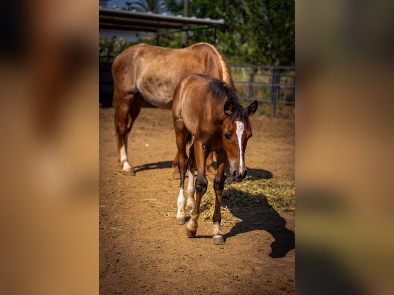 PRE Mix Stallion 1 year 12.2 hh Rabicano in Rafelguaraf