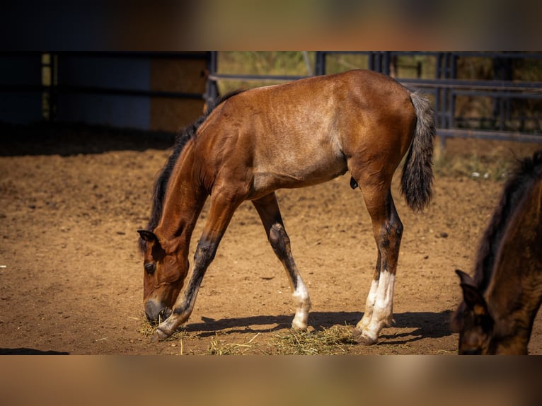 PRE Mix Stallion 1 year 12.2 hh Rabicano in Rafelguaraf