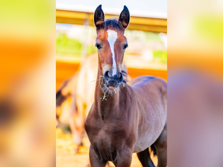 PRE Mix Stallion 1 year 12.2 hh Rabicano in Rafelguaraf
