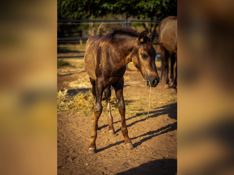 PRE Stallion 1 year 12,2 hh Black in Valencia