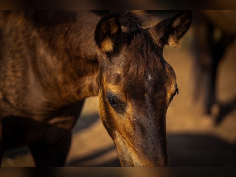 PRE Stallion 1 year 12,2 hh Black in Valencia