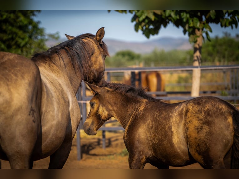 PRE Stallion 1 year 12,2 hh Black in Valencia