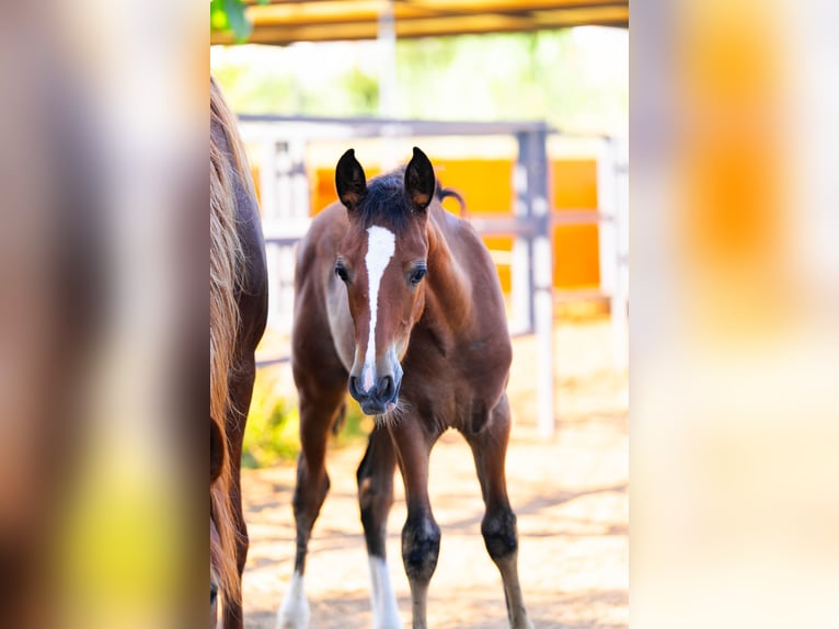 PRE Mix Stallion 1 year 12,2 hh Rabicano in Rafelguaraf