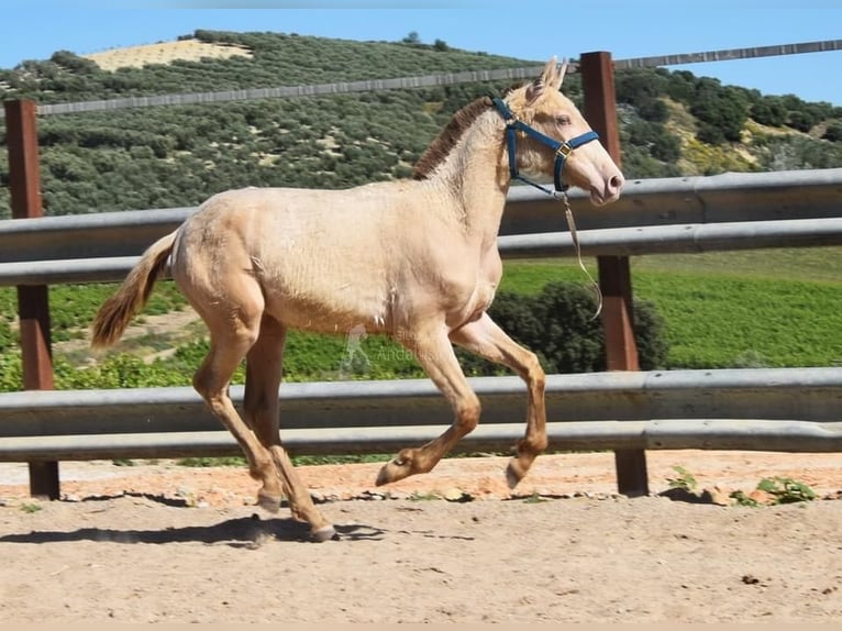 PRE Stallion 1 year 13,1 hh Pearl in Provinz Cordoba