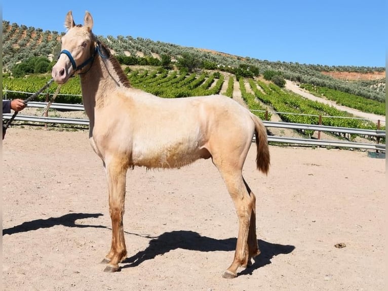 PRE Stallion 1 year 13,1 hh Pearl in Provinz Cordoba