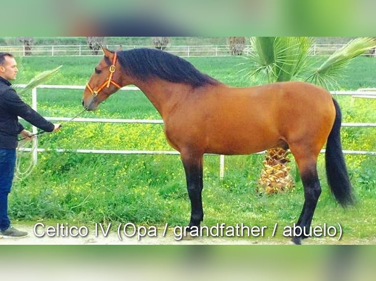 PRE Stallion 1 year 13,2 hh Brown in Provinz Malaga