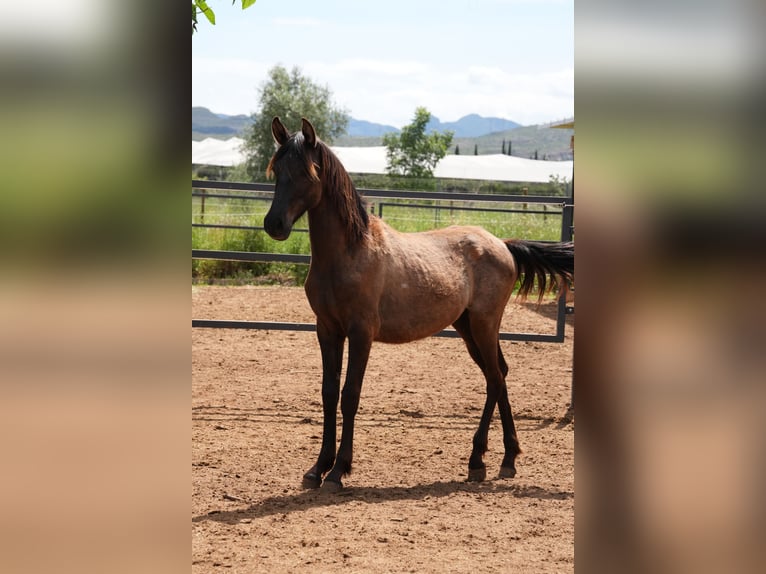 PRE Mix Stallion 1 year 13.3 hh Black in Valencia