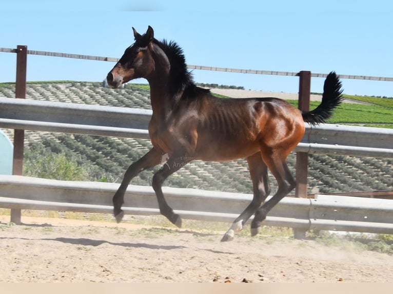 PRE Mix Stallion 1 year 13,2 hh Bay-Dark in Provinz Malaga