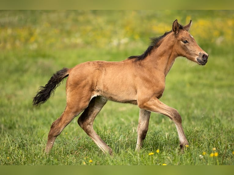 PRE Stallion 1 year 13,2 hh in Feuchtwangen