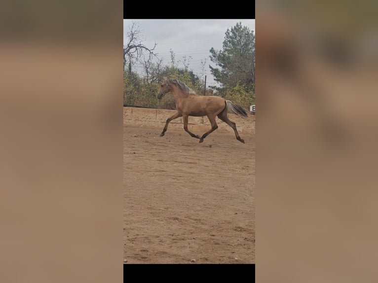 PRE Mix Stallion 1 year 13,2 hh Dun in Llucmajor