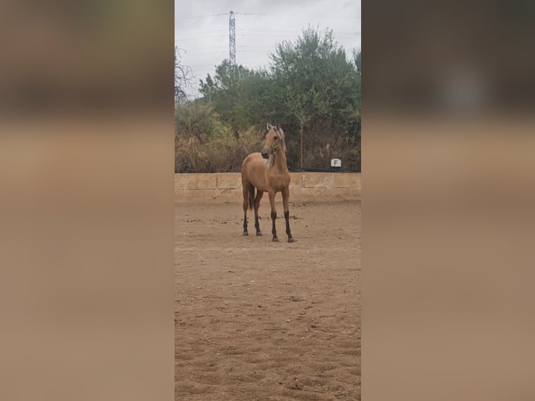 PRE Mix Stallion 1 year 13,2 hh Dun in Llucmajor