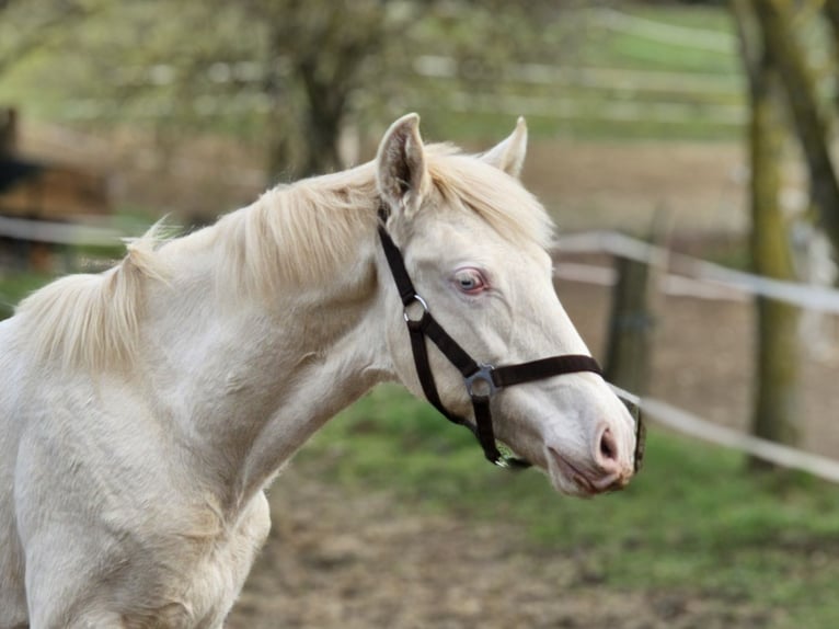 PRE Stallion 1 year 13,2 hh Perlino in Visz