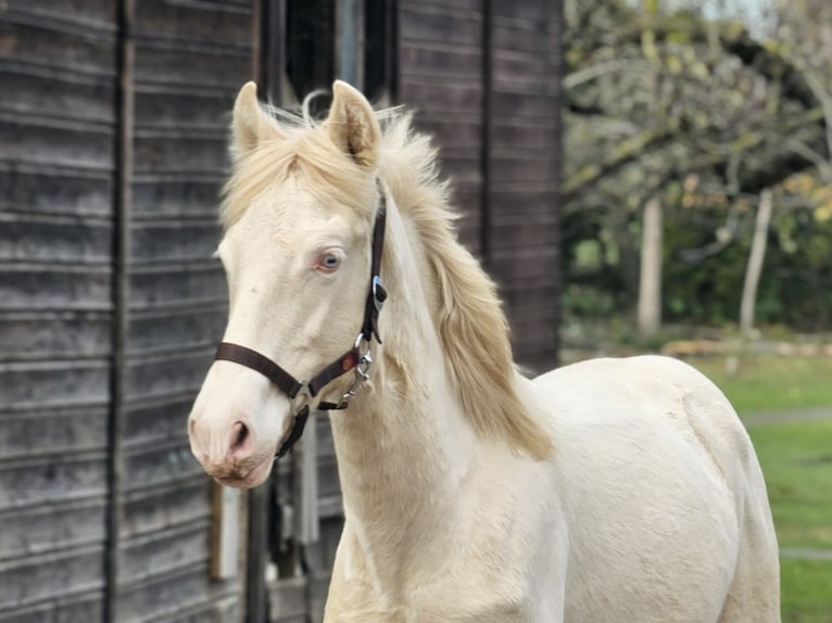 PRE Stallion 1 year 13,2 hh Perlino in Visz