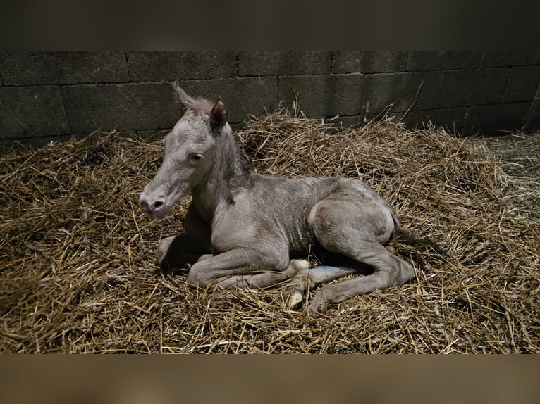 PRE Stallion 1 year 13,2 hh Perlino in Visz