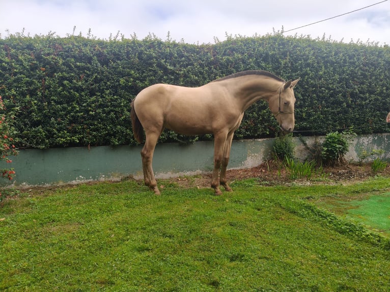 PRE Mix Stallion 1 year 14.1 hh Champagne in Doneztebe/Santesteban