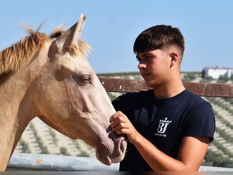 PRE Stallion 1 year 14,1 hh Pearl in Provinz Cordoba