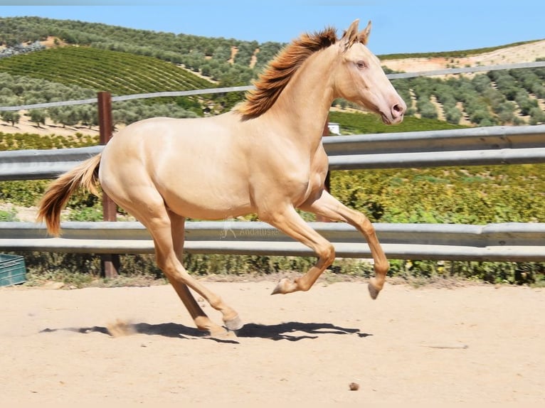 PRE Stallion 1 year 14,1 hh Pearl in Provinz Cordoba