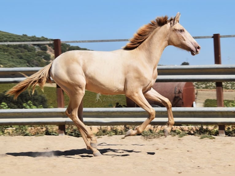 PRE Stallion 1 year 14,1 hh Pearl in Provinz Cordoba