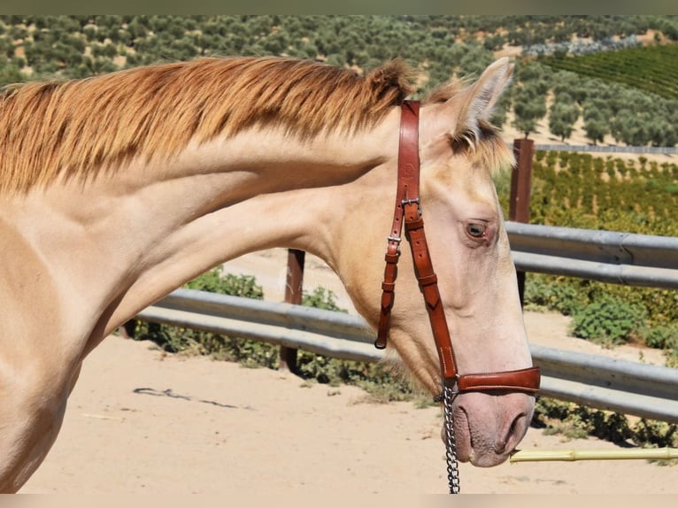 PRE Stallion 1 year 14,1 hh Pearl in Provinz Cordoba