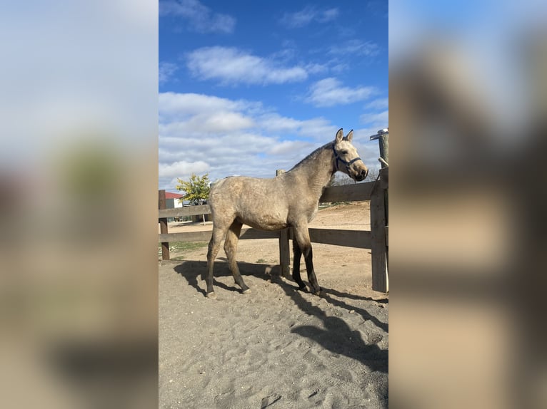 PRE Stallion 1 year 14,2 hh Dun in Almansa