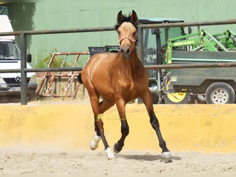 PRE Stallion 1 year 14.2 hh Dun in Provinz Malaga