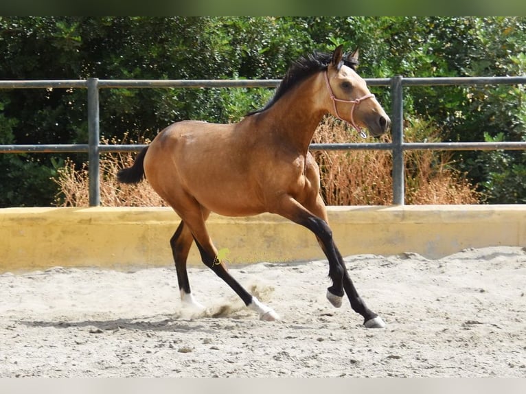 PRE Stallion 1 year 14.2 hh Dun in Provinz Malaga