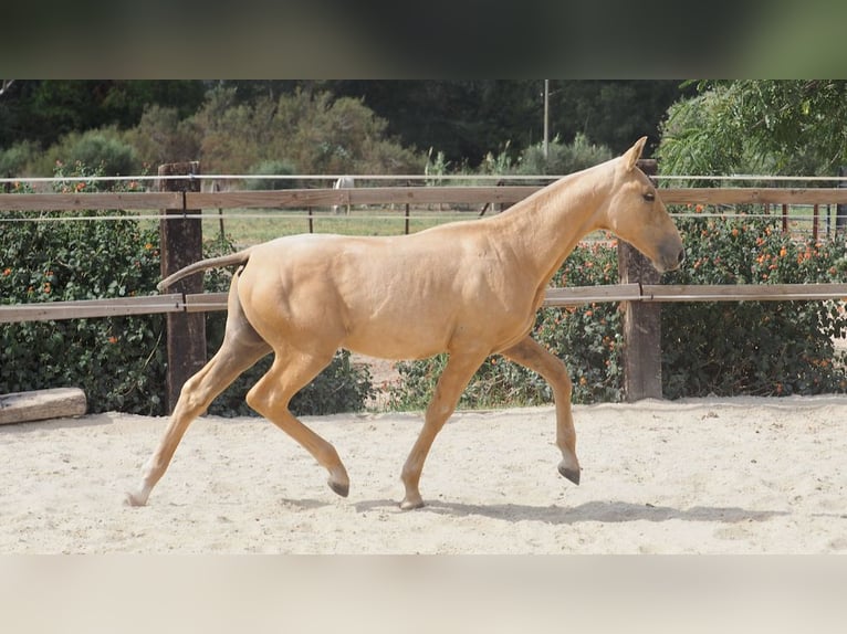PRE Stallion 1 year 14,2 hh Palomino in NAVAS DEL MADRONO