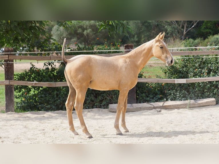 PRE Stallion 1 year 14,2 hh Palomino in NAVAS DEL MADRONO