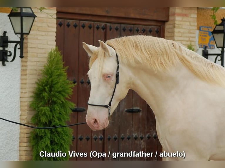 PRE Stallion 1 year 14,2 hh Pearl in Provinz Cordoba