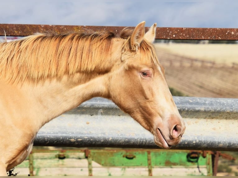 PRE Stallion 1 year 14,2 hh Pearl in Provinz Cordoba