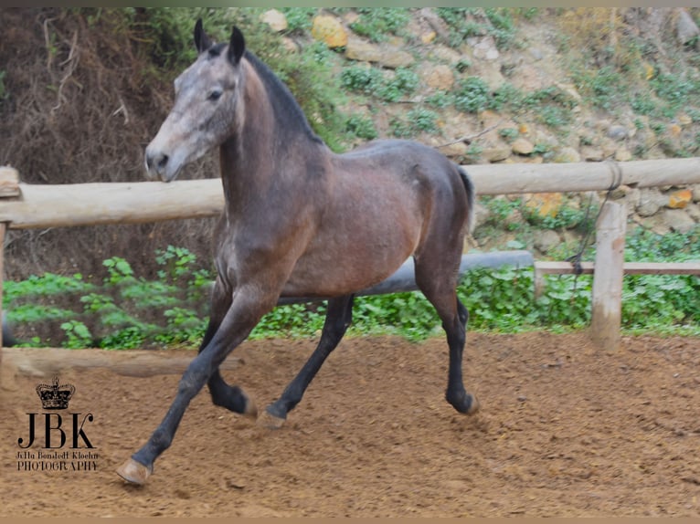 PRE Stallion 1 year 14,3 hh Brown Falb mold in Tabernas Almeria
