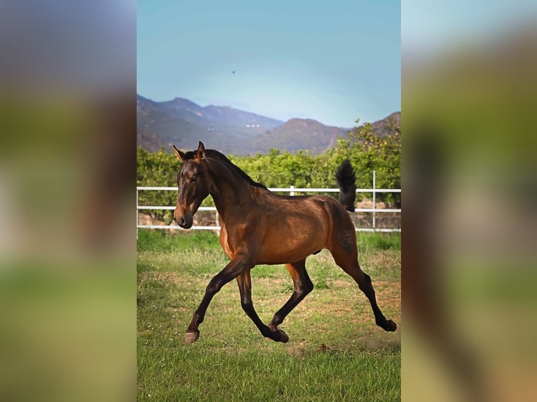 PRE Stallion 1 year 14.3 hh Brown in Castellon De La Plana