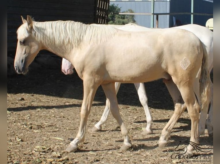 PRE Stallion 1 year 14,3 hh Palomino in Alicante