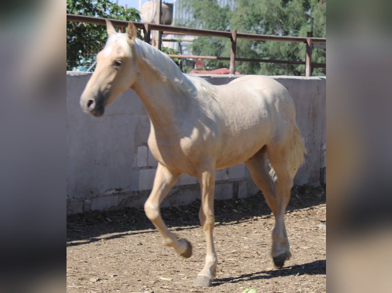 PRE Stallion 1 year 14,3 hh Palomino in Alicante