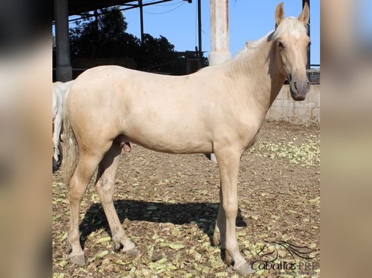 PRE Stallion 1 year 14,3 hh Palomino in Alicante