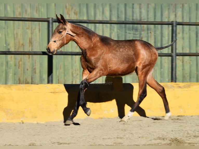 PRE Mix Stallion 1 year 14 hh Dun in Provinz Malaga