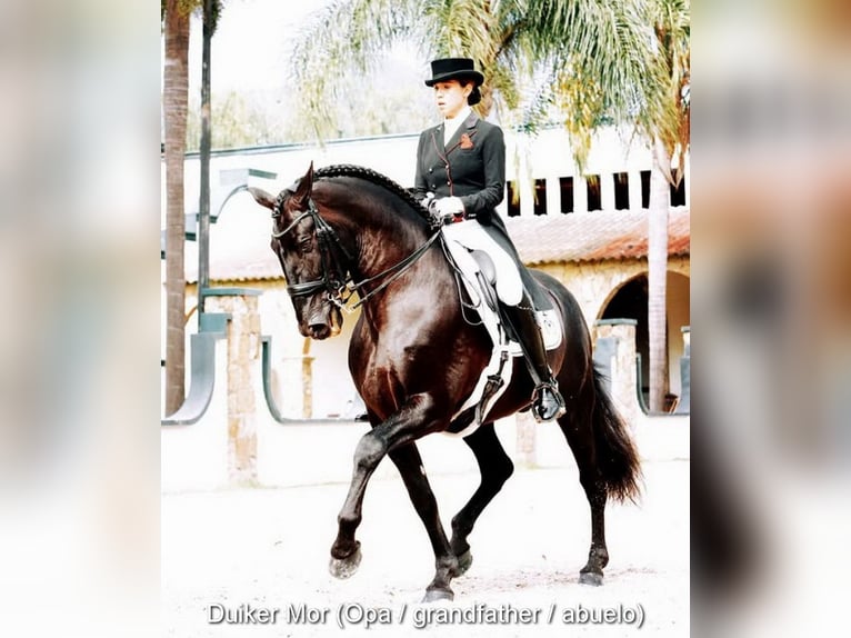 PRE Mix Stallion 1 year 14,1 hh Black in Provinz Cordoba